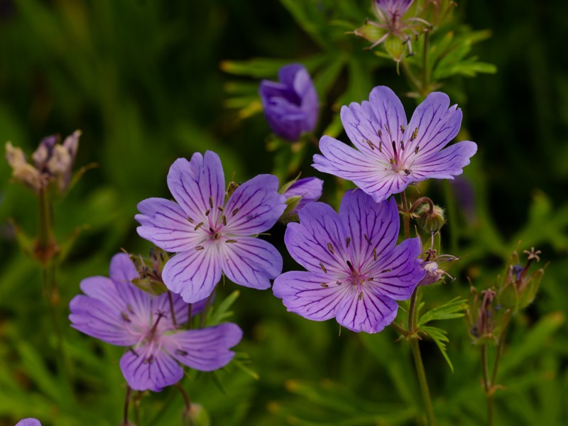 Geranium kurdicum photo 2