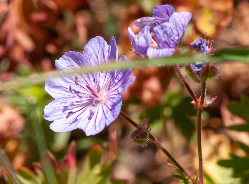 Geranium kurdicum photo 3