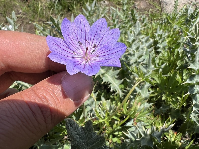 Geranium kurdicum photo 4