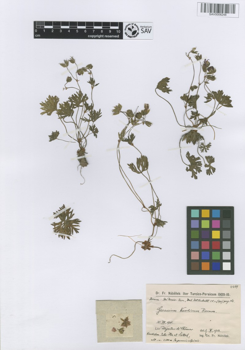 Geranium kurdicum photo 5
