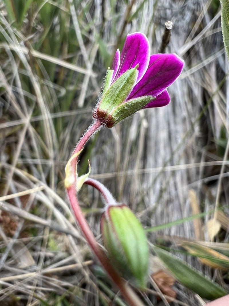 Geranium lainzii