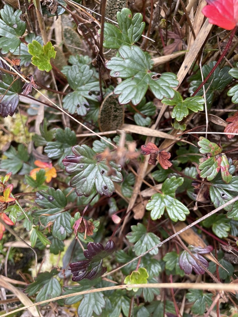 Geranium lainzii photo 2