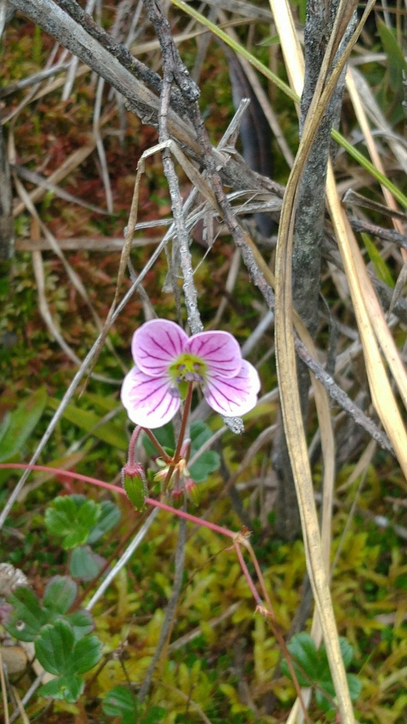 Geranium lainzii photo 3