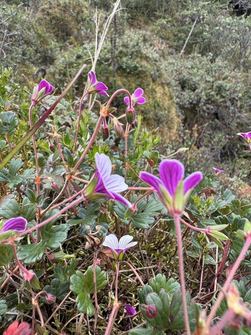 Geranium lainzii photo 4