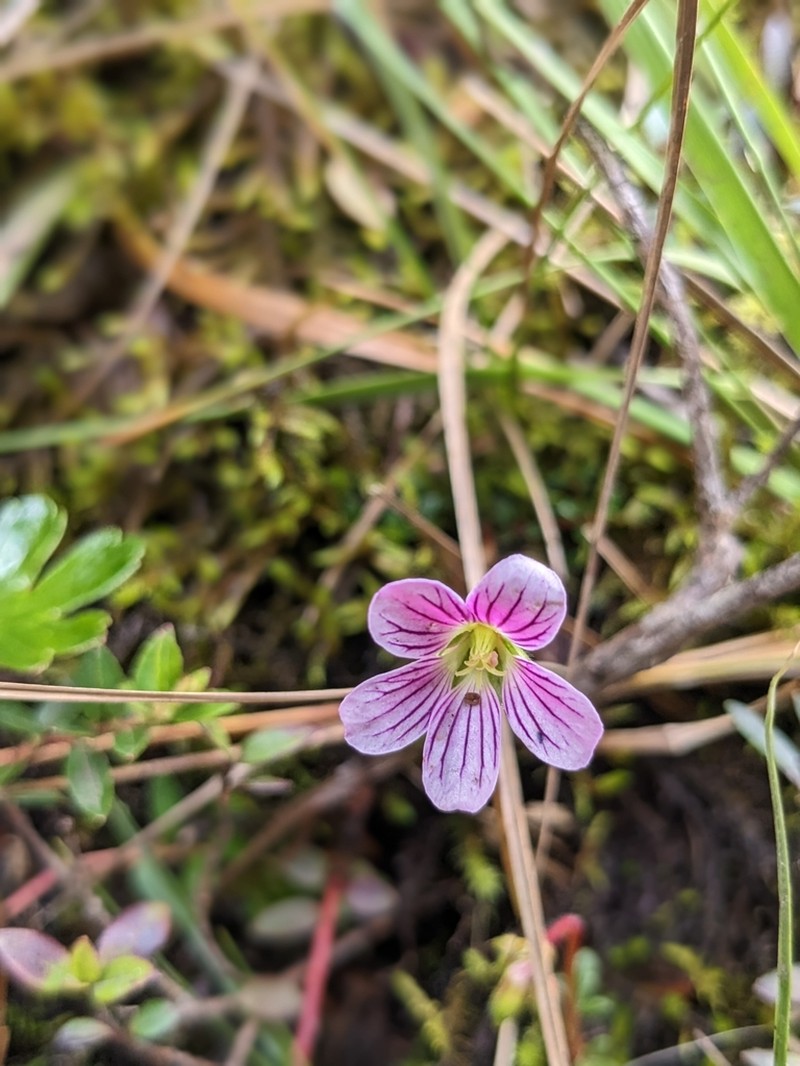 Geranium lainzii photo 5