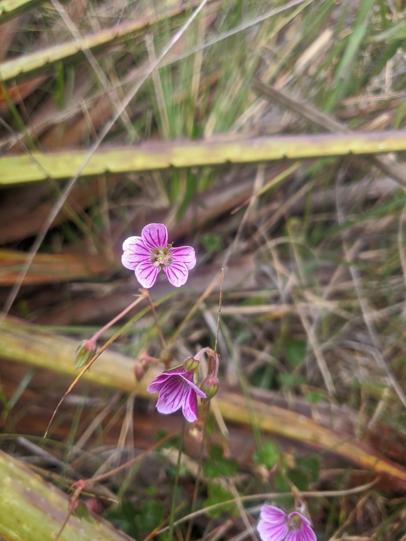 Geranium lainzii photo 6