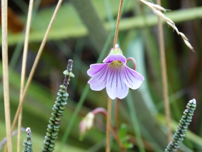 Geranium lainzii photo 7