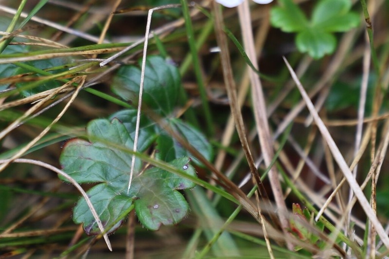 Geranium lainzii photo 8
