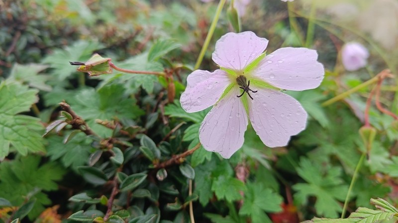Geranium lamberti