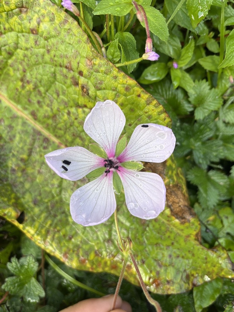 Geranium lamberti photo 2