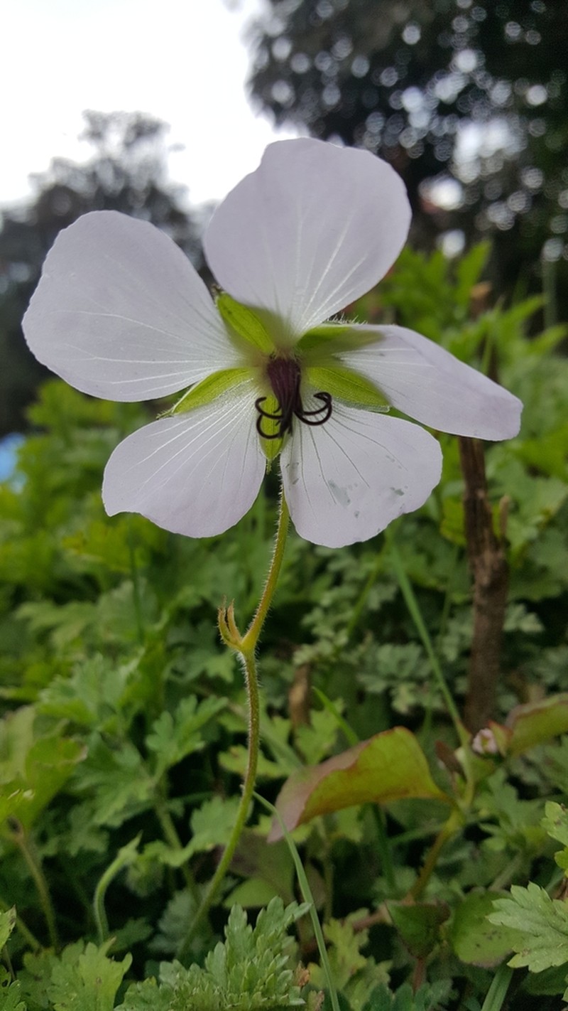 Geranium lamberti photo 4