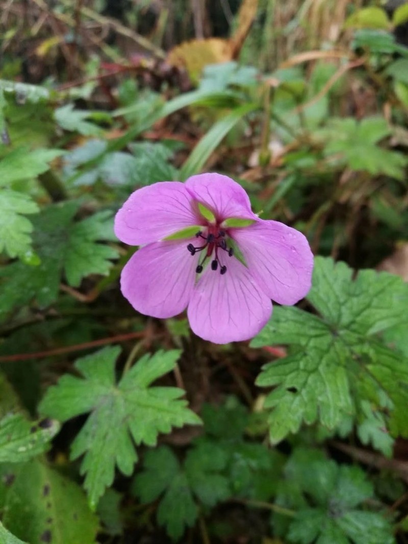 Geranium lamberti photo 5