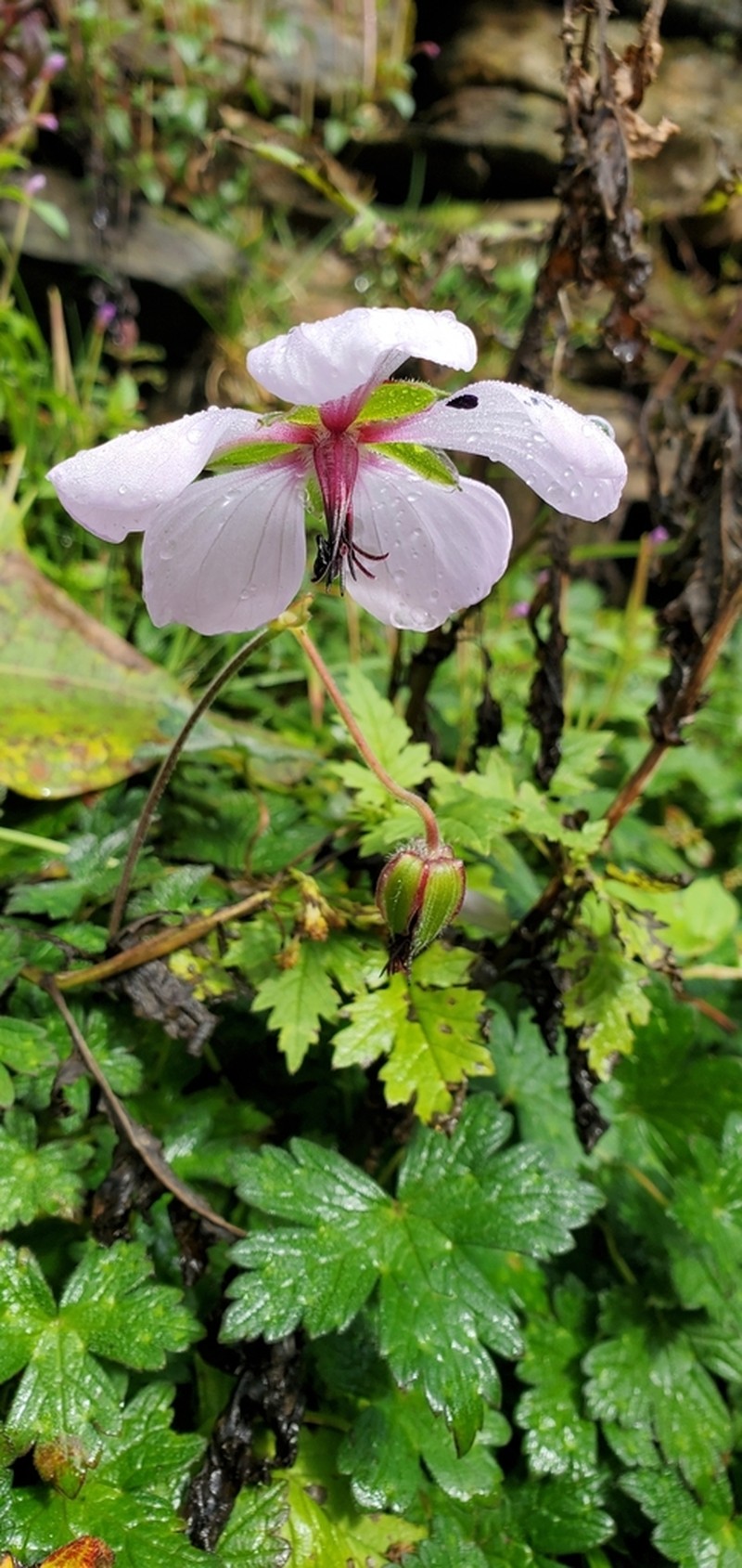 Geranium lamberti photo 6