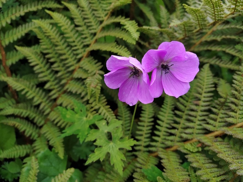 Geranium lamberti photo 7