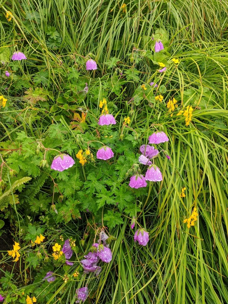 Geranium lamberti photo 8