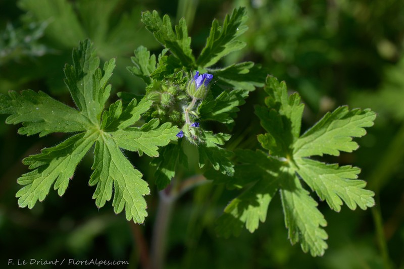 Geranium lanuginosum