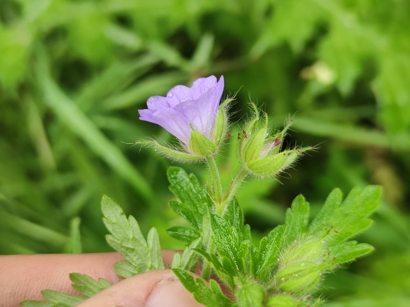 Geranium lanuginosum photo 2