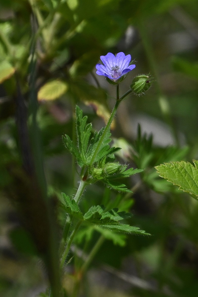 Geranium lanuginosum photo 3