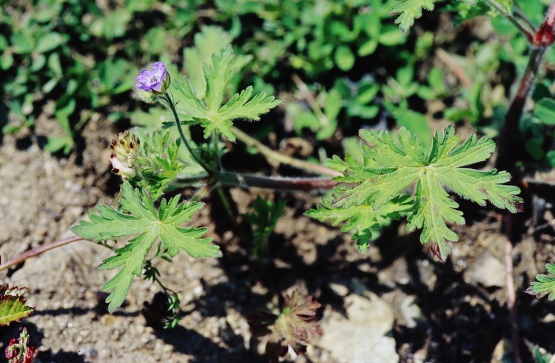 Geranium lanuginosum photo 4