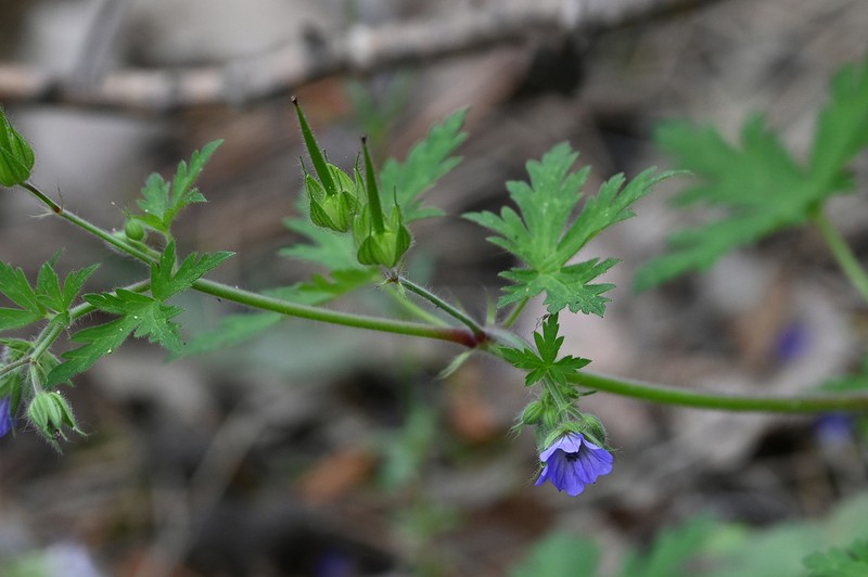 Geranium lanuginosum photo 5