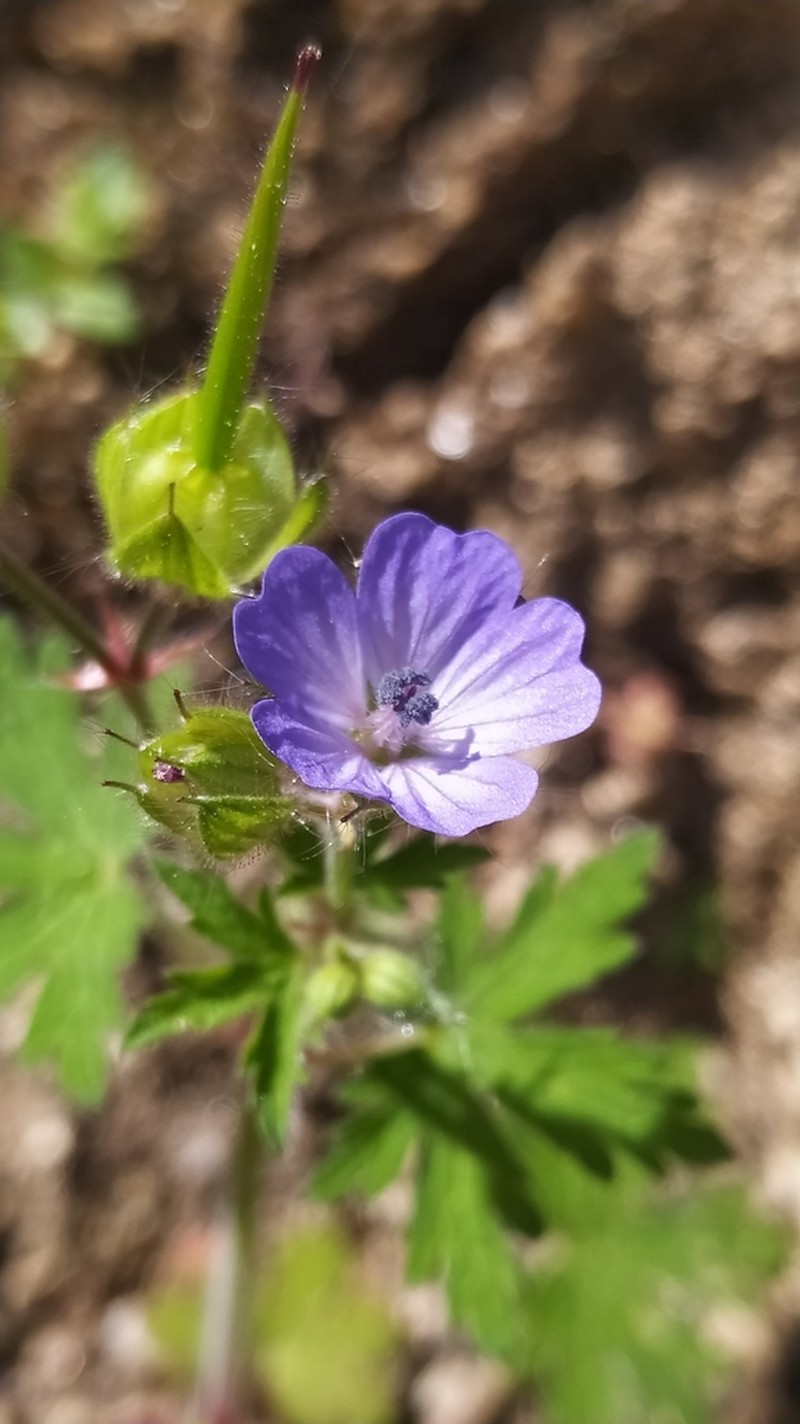 Geranium lanuginosum photo 6