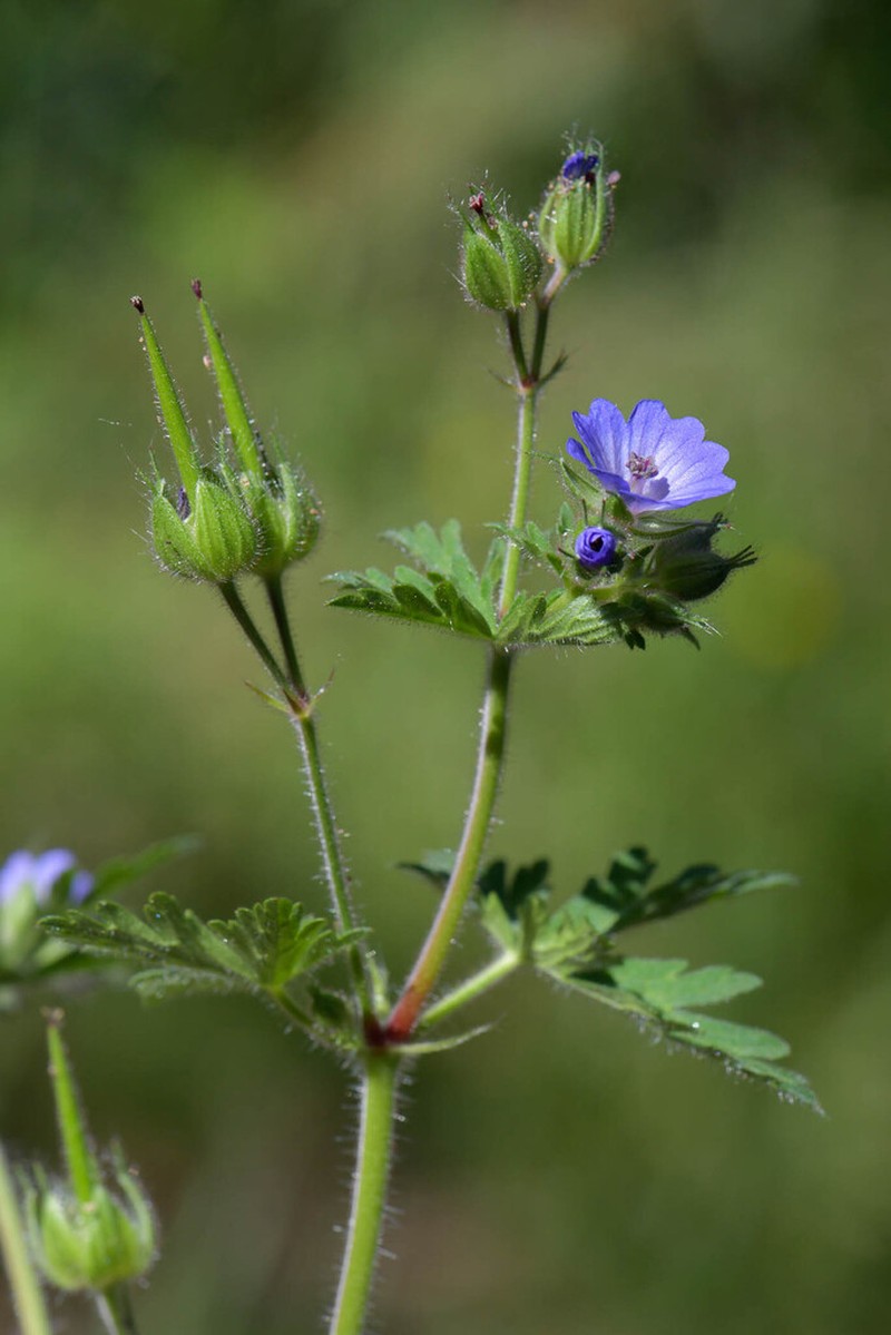 Geranium lanuginosum photo 7