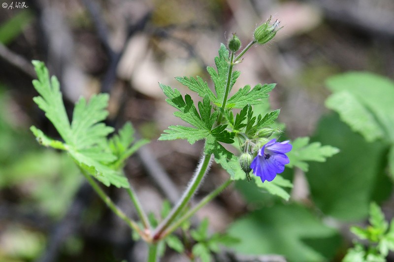 Geranium lanuginosum photo 8