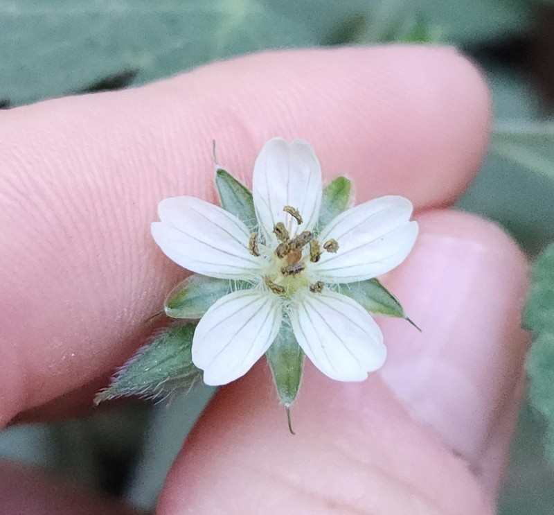 Geranium latilobum photo 2