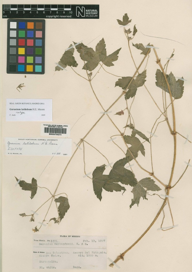 Geranium latilobum photo 3