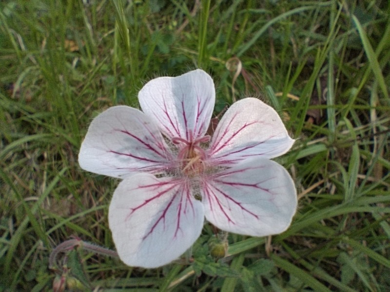 Geranium latum