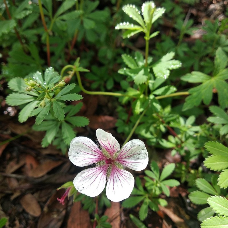 Geranium latum photo 2