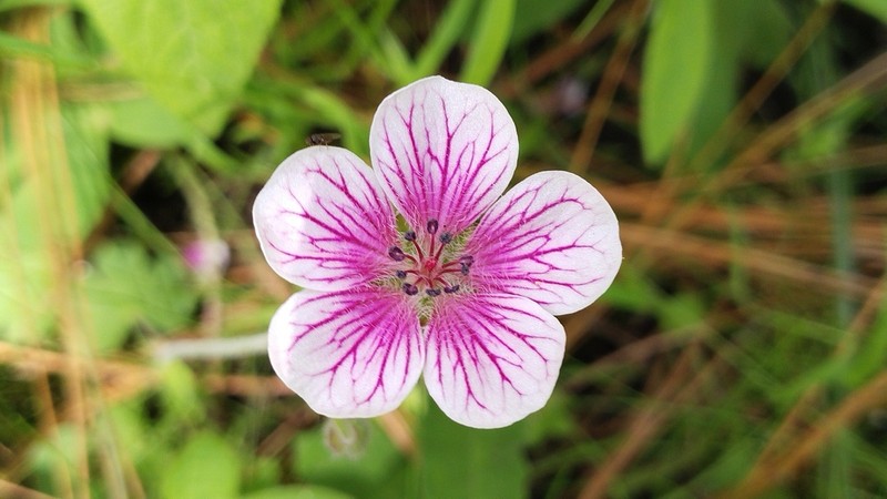 Geranium latum photo 3