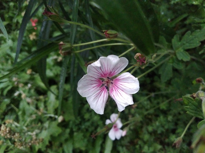 Geranium latum photo 5