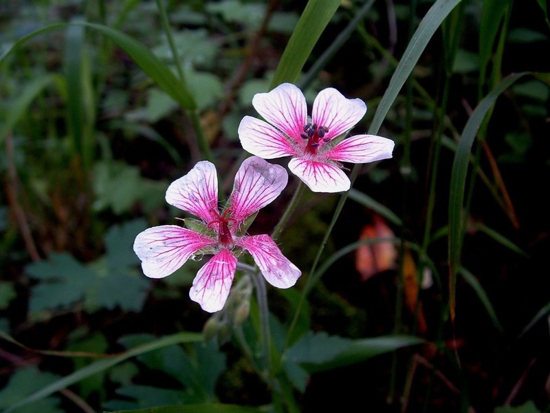 Geranium latum photo 6