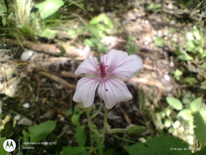 Geranium latum photo 7