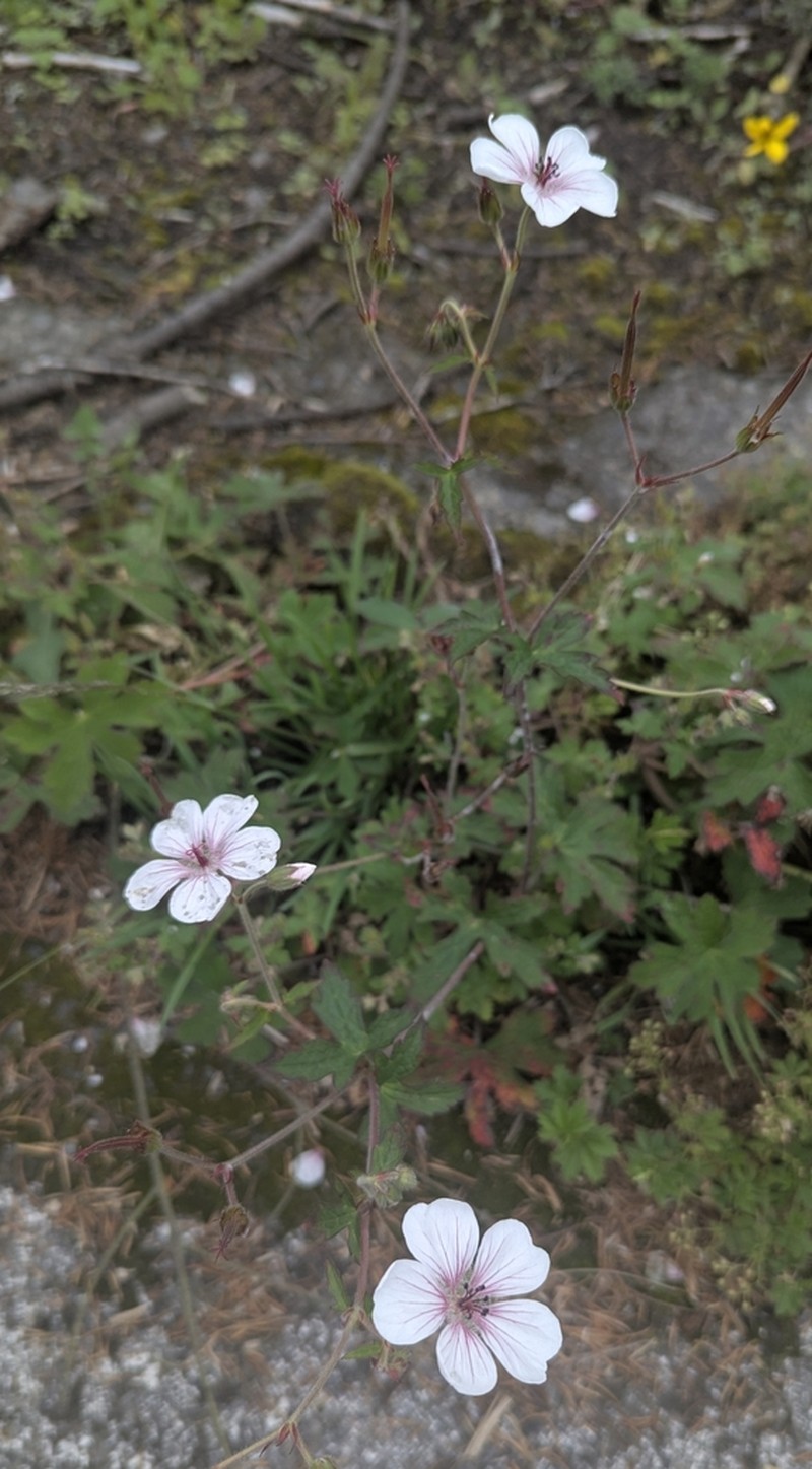 Geranium latum photo 8