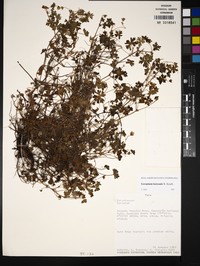 Geranium laxicaule