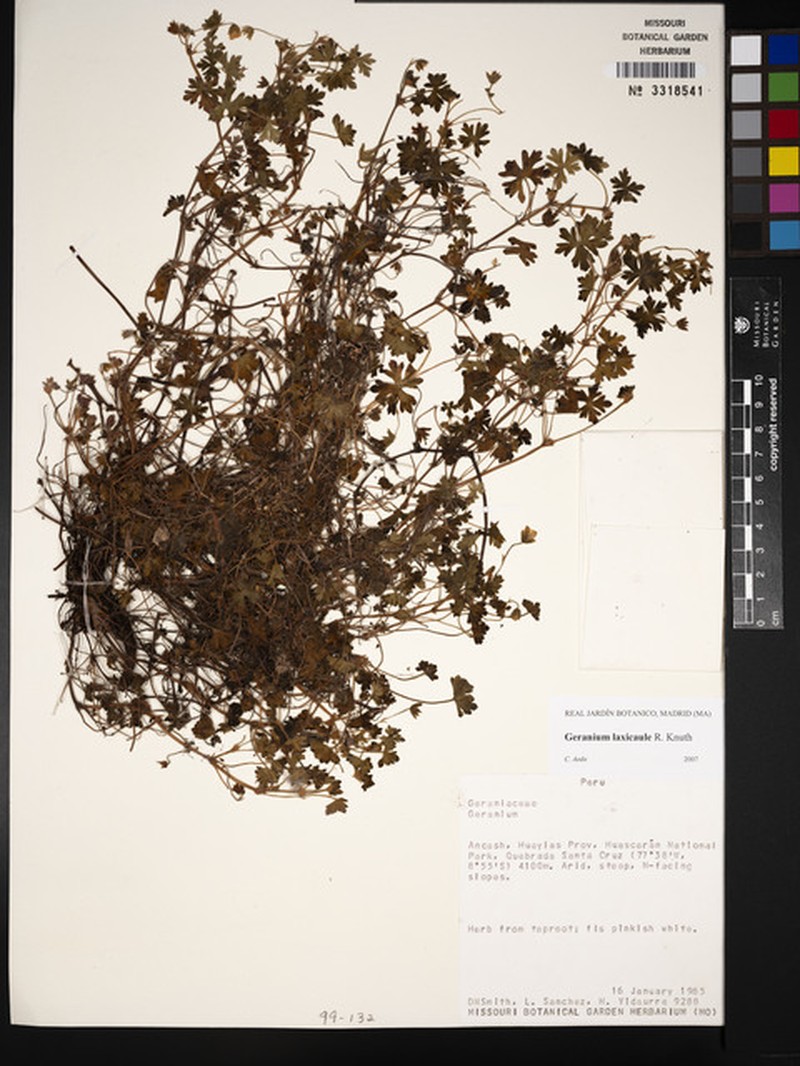 Geranium laxicaule