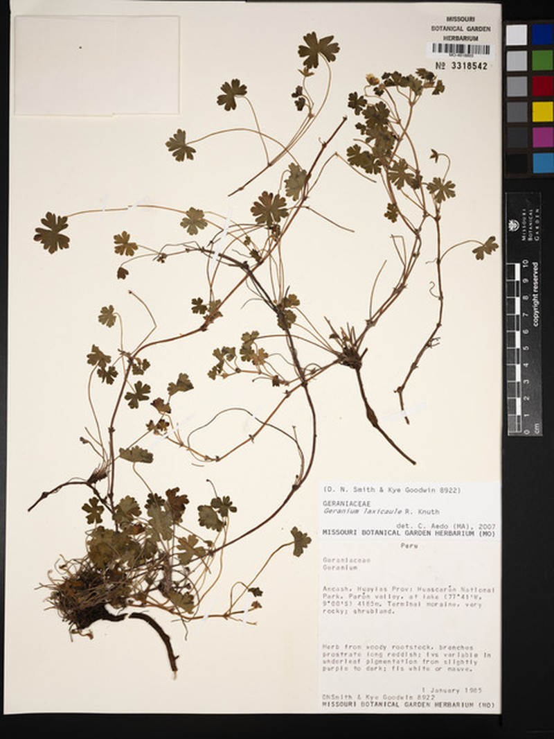 Geranium laxicaule photo 2