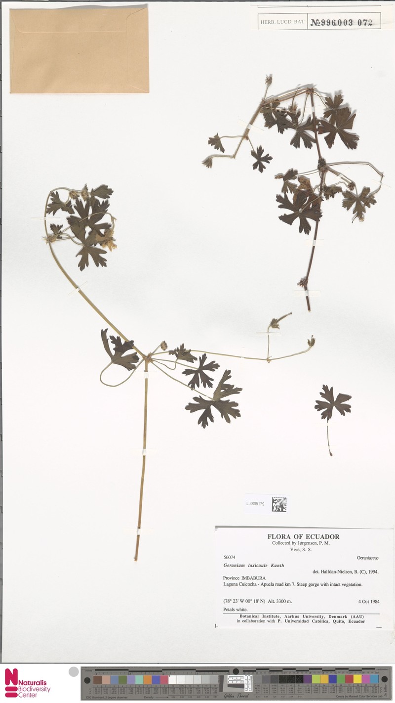 Geranium laxicaule photo 3