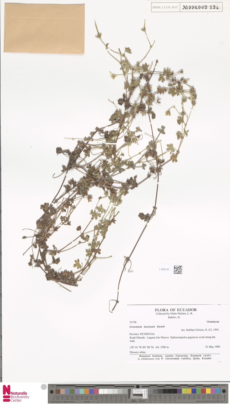 Geranium laxicaule photo 4