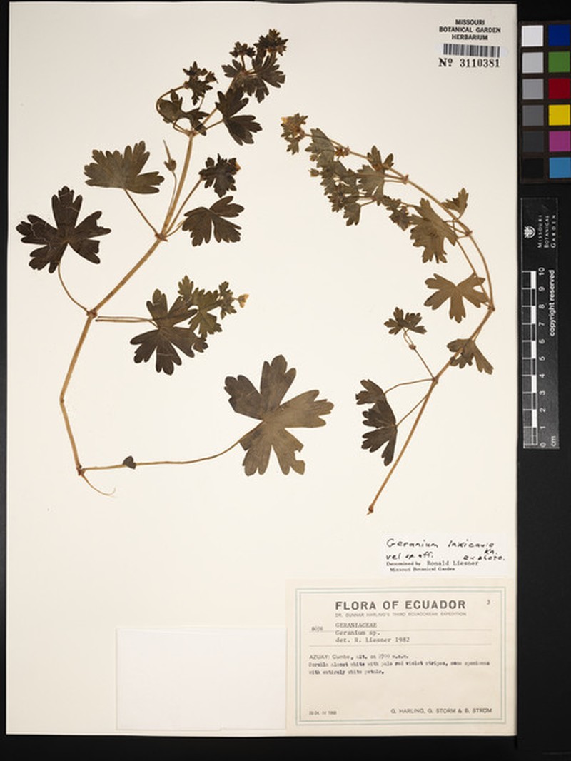 Geranium laxicaule photo 5