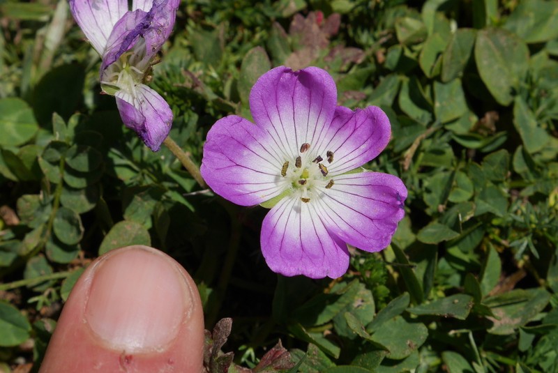 Geranium lazicum