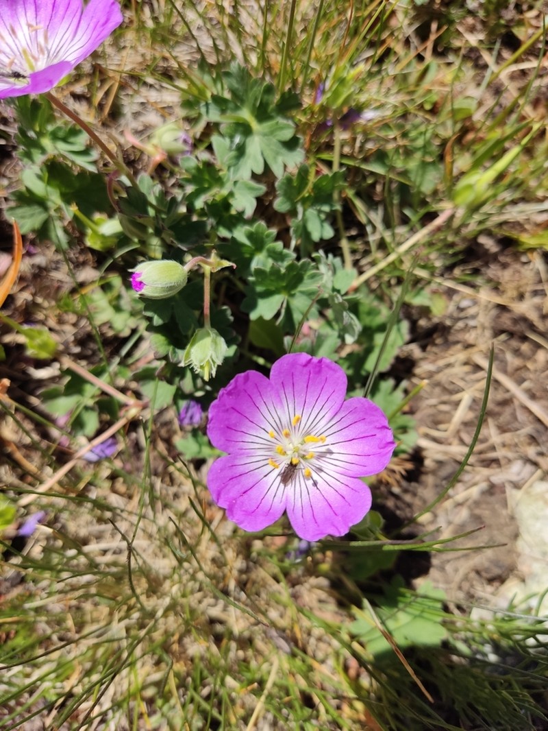 Geranium lazicum photo 2