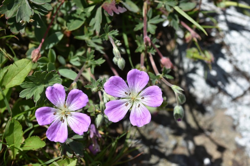 Geranium lazicum photo 3