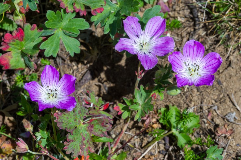 Geranium lazicum photo 4