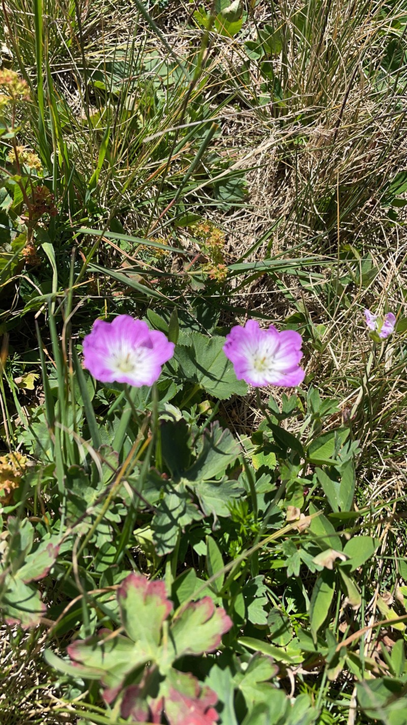 Geranium lazicum photo 5