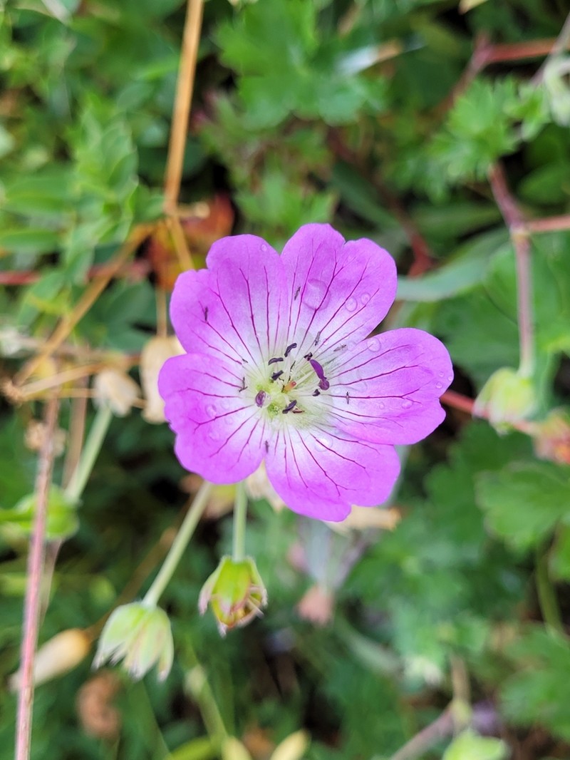 Geranium lazicum photo 6