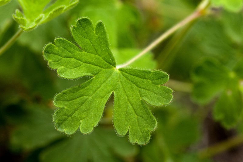 Mogollon Geranium