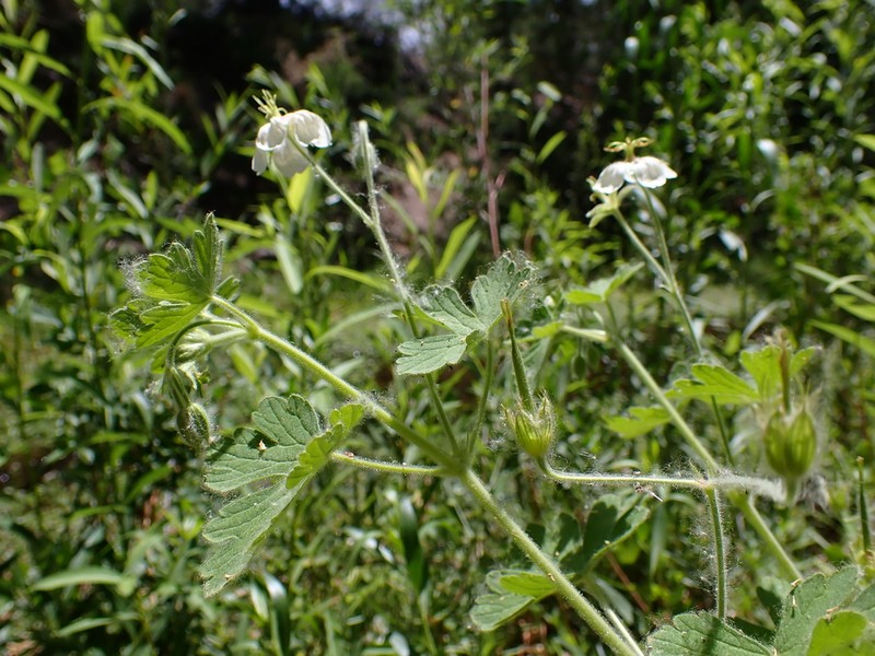 Mogollon Geranium photo 2